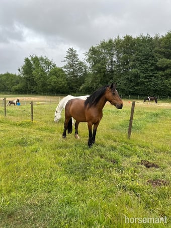 "Nova " Bay Mare All Rounder