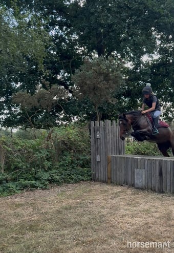 "Nova " Bay Mare All Rounder