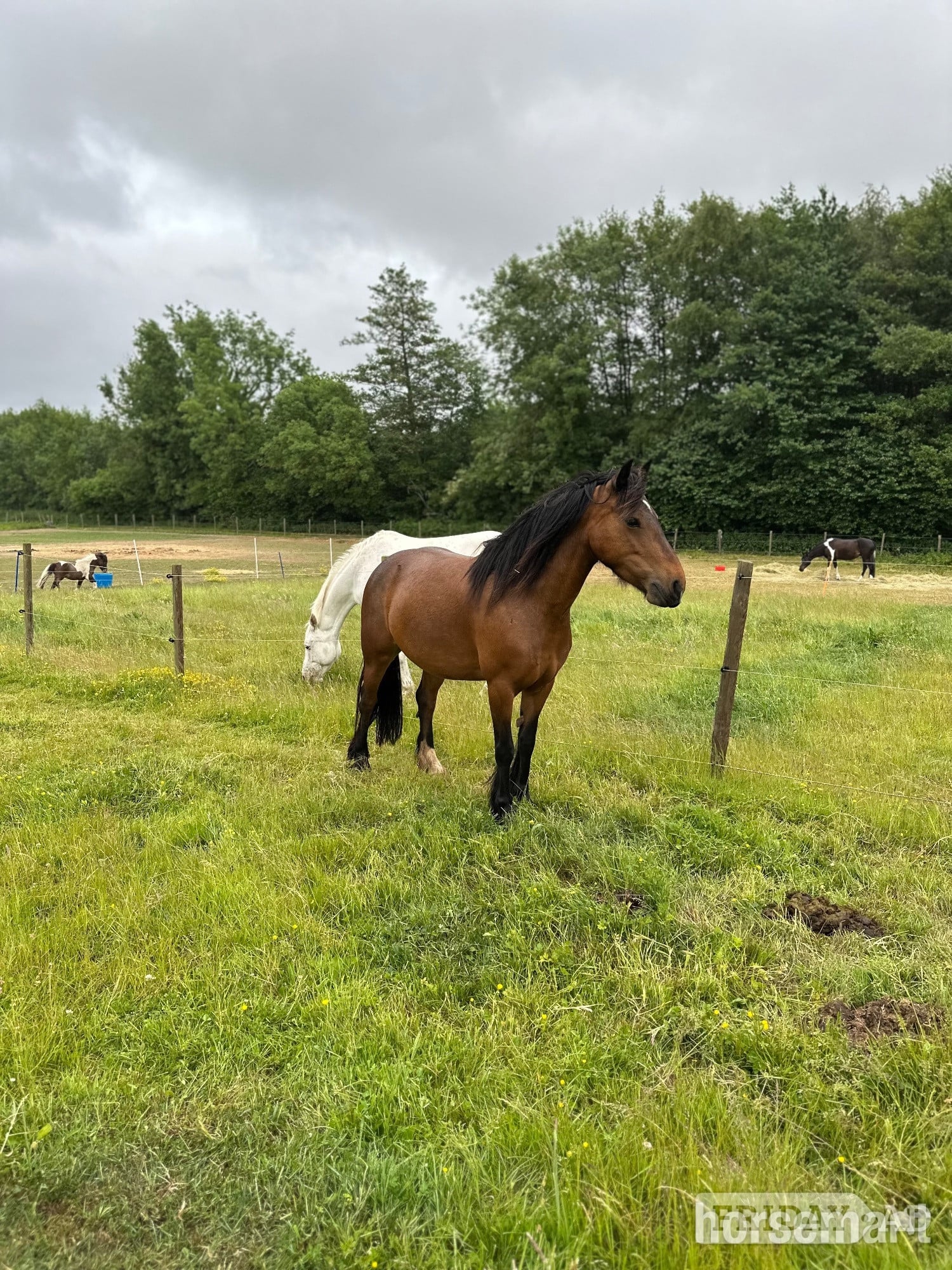 "Nova " Bay Mare All Rounder in Canterbury