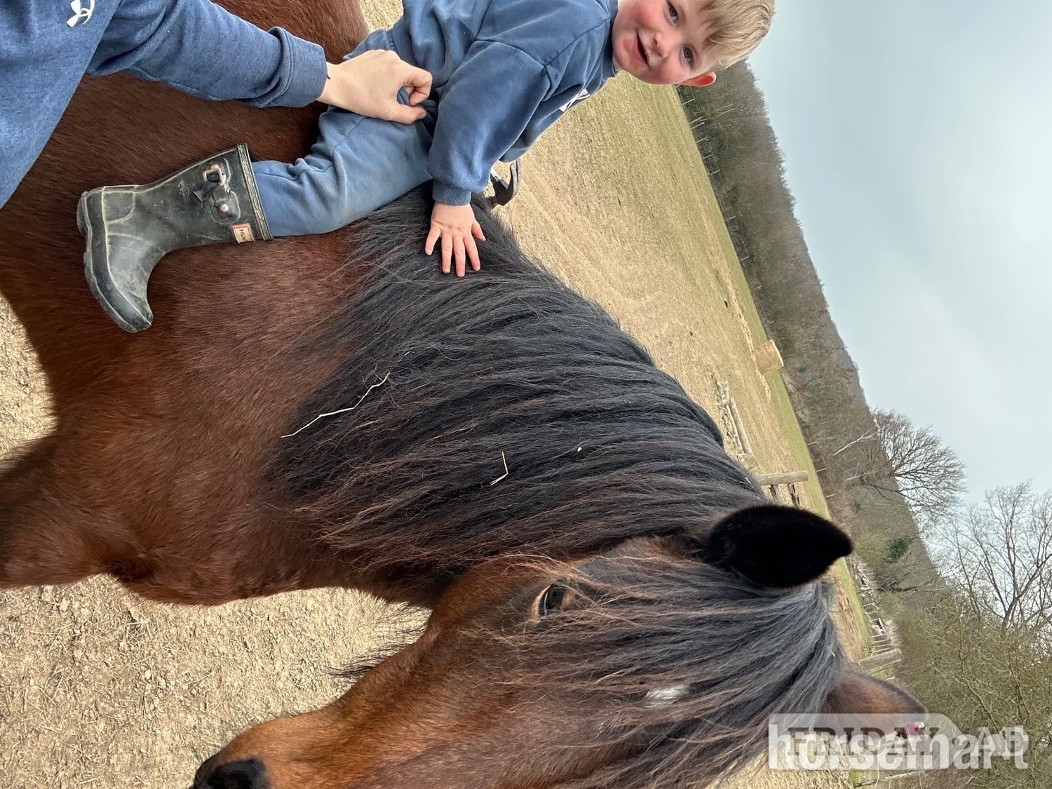 "Nova " Bay Mare All Rounder