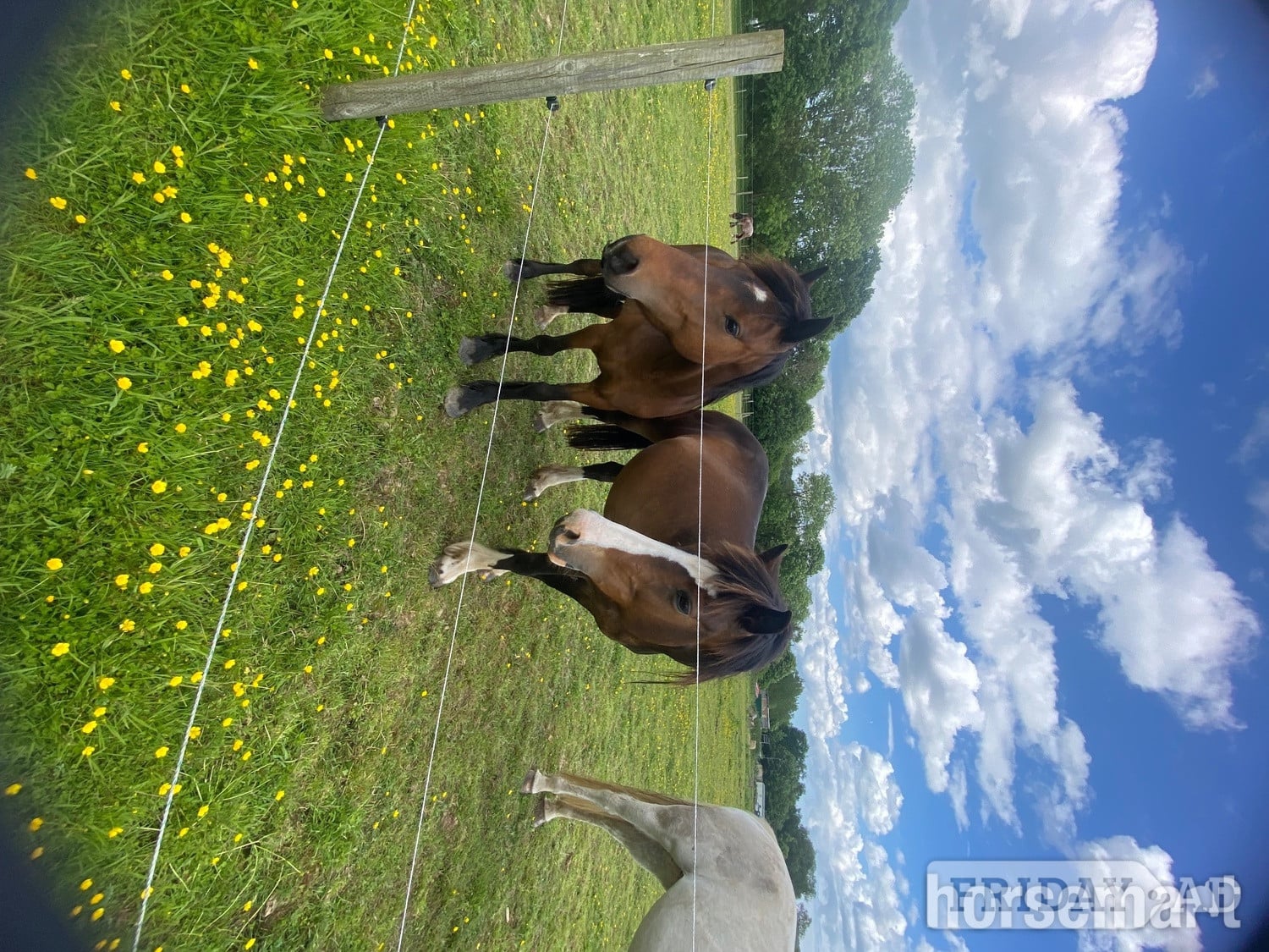Canterbury "Nova " Bay Mare All Rounder