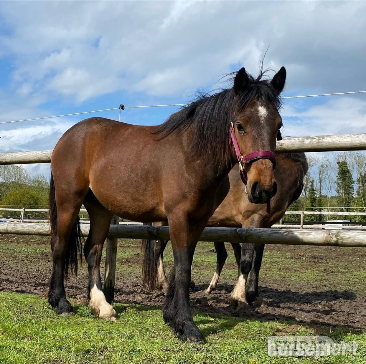 "Nova " Bay Mare All Rounder - Horses in Canterbury