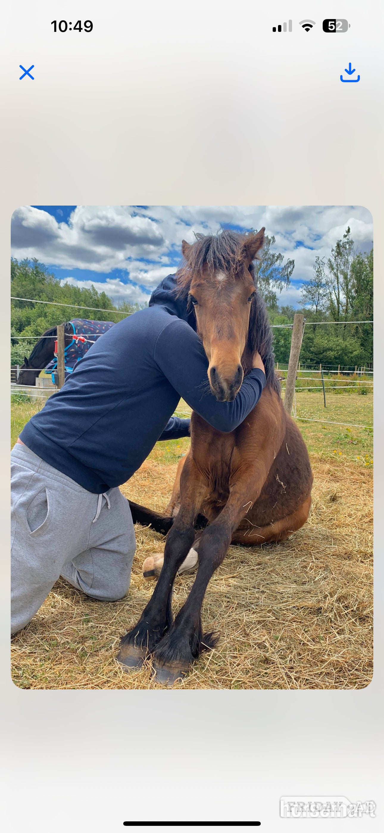 "Nova " Bay Mare All Rounder - Horses