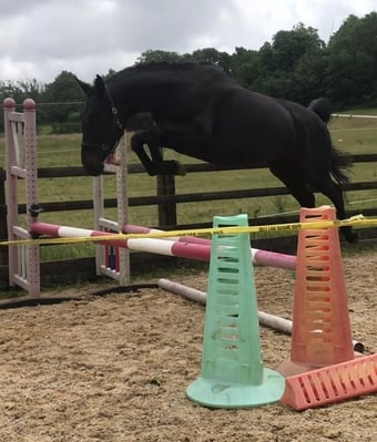"Cassie" Dark Bay Mare All Rounder