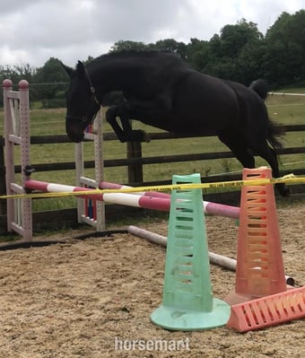 "Cassie" Dark Bay Mare All Rounder