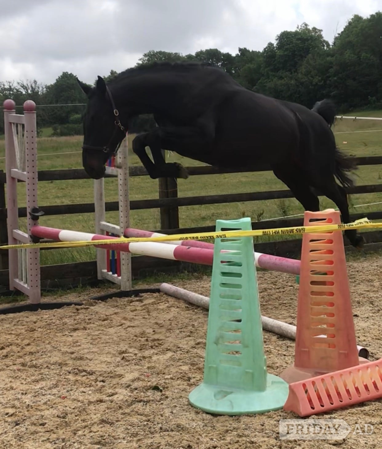 "Cassie" Dark Bay Mare All Rounder in Hassocks