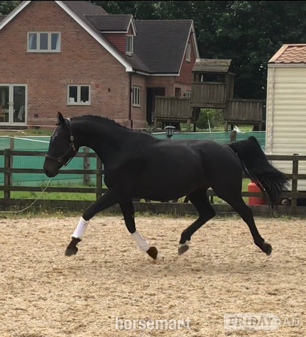 "Cassie" Dark Bay Mare All Rounder