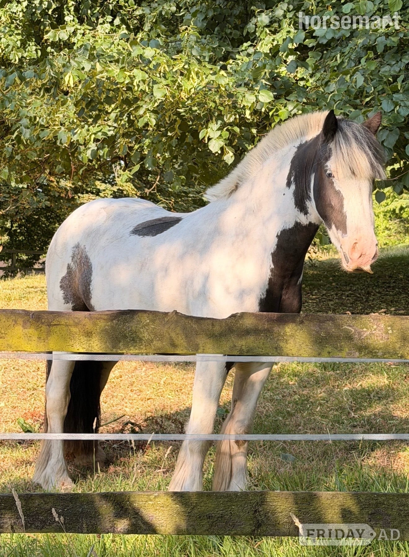 "Teddy" Piebald Gelding Cob/Heavy Horse in Bruton
