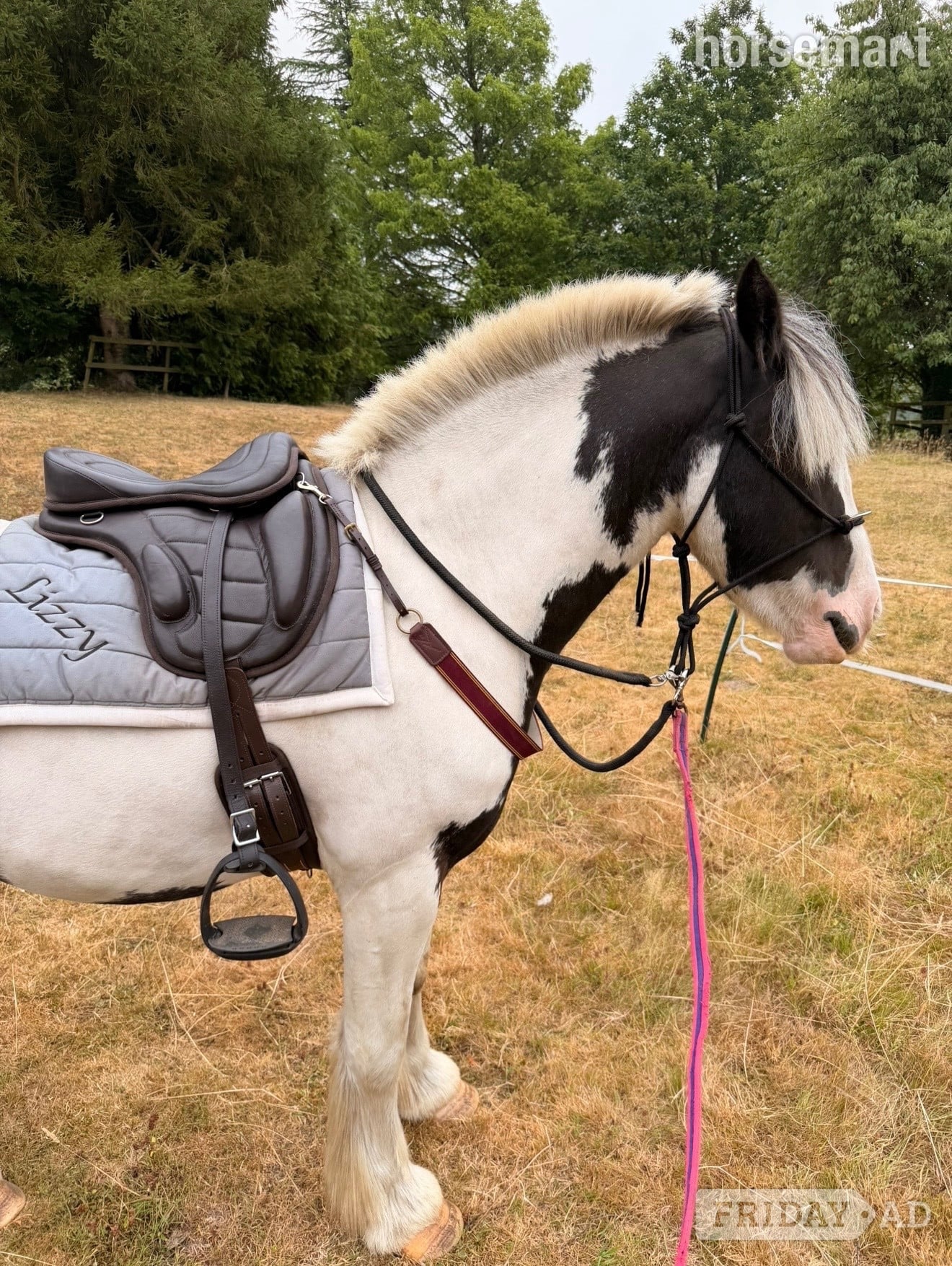 "Teddy" Piebald Gelding Cob/Heavy Horse