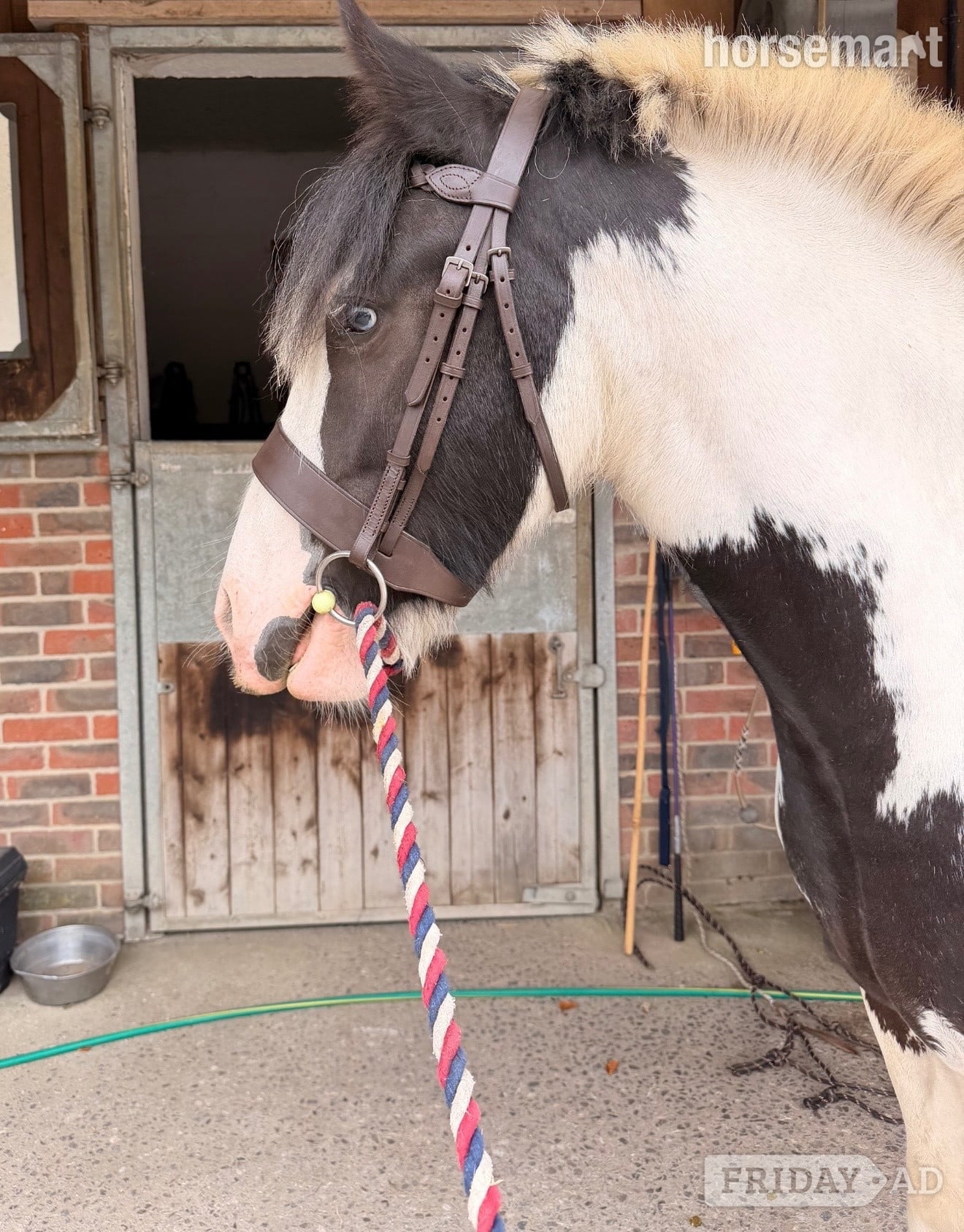 Bruton "Teddy" Piebald Gelding Cob/Heavy Horse