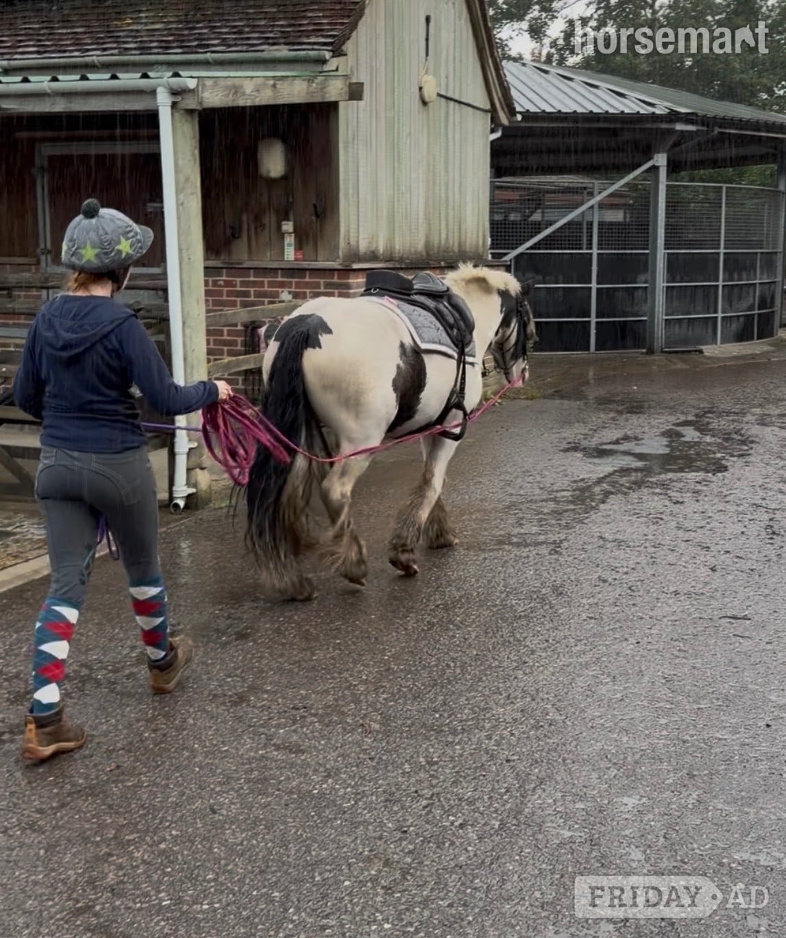 "Teddy" Piebald Gelding Cob/Heavy Horse - Horses in Bruton