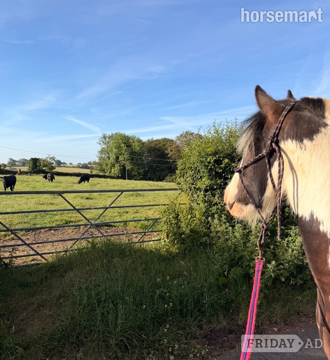 "Teddy" Piebald Gelding Cob/Heavy Horse - Horses