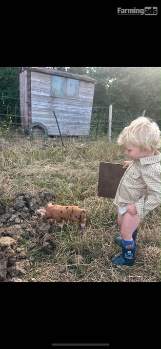 Oxford Sandy and Black Gilt