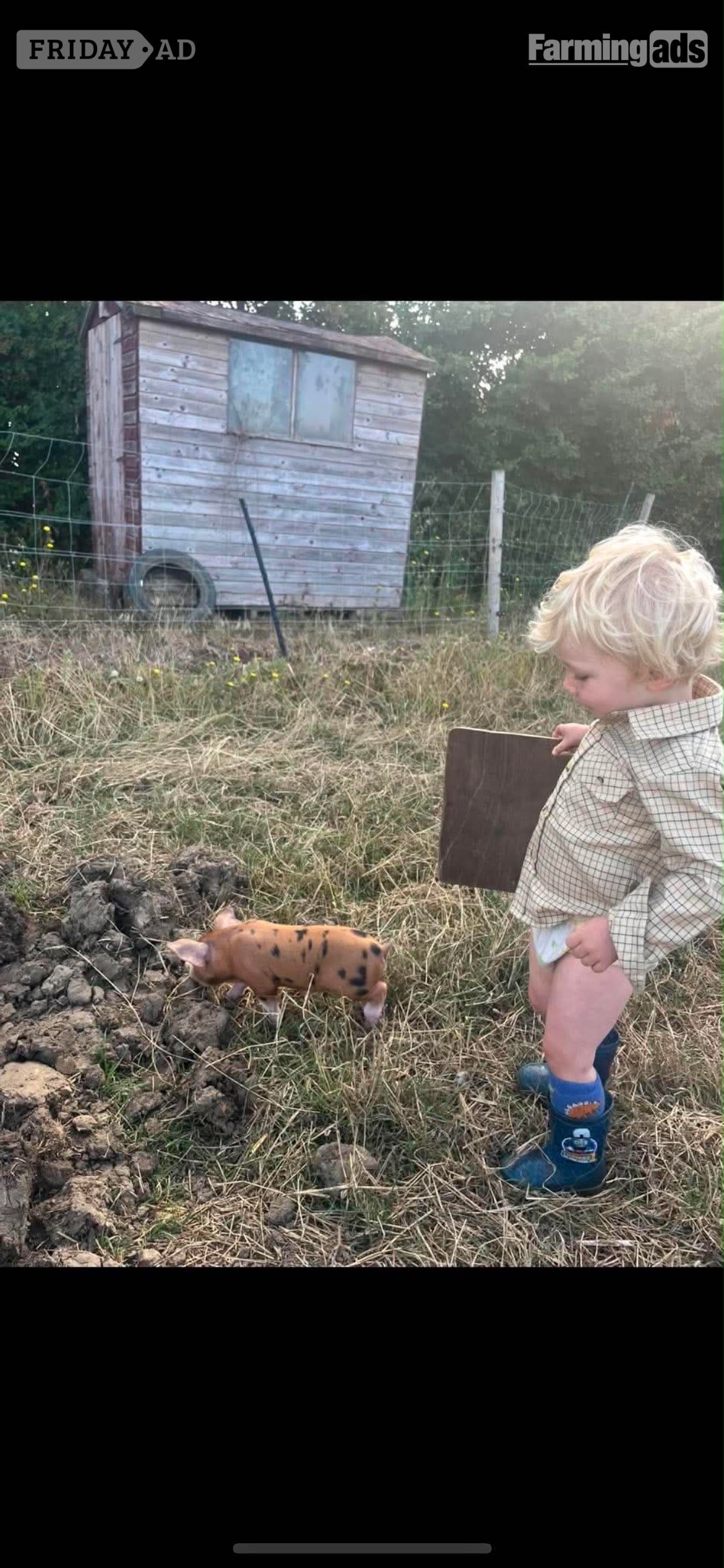 Oxford Sandy and Black Gilt in Halesworth