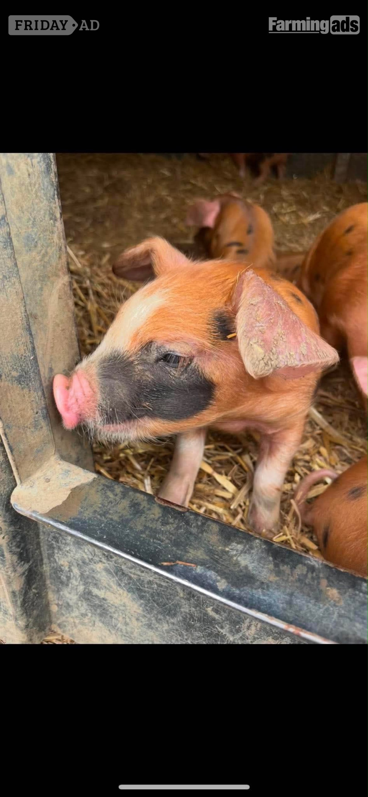 Oxford Sandy and Black Gilt