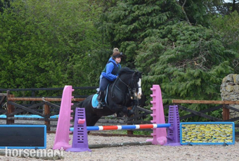 "Mickey" Black Gelding All Rounder