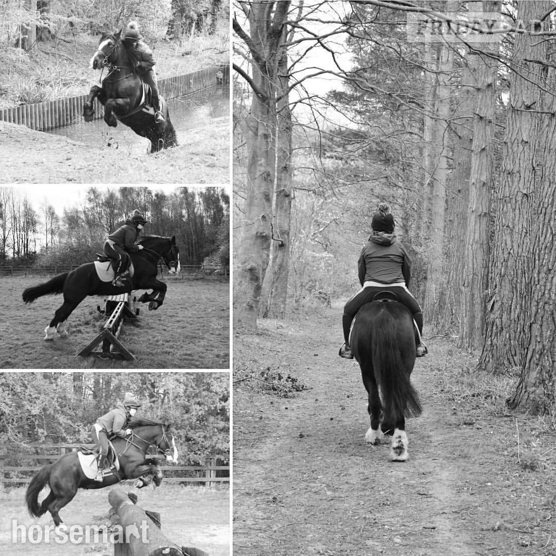 Richmond "Mickey" Black Gelding All Rounder