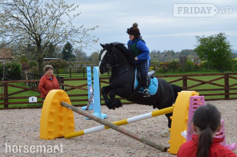"Mickey" Black Gelding All Rounder