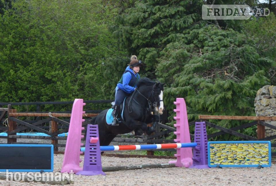 "Mickey" Black Gelding All Rounder in Richmond