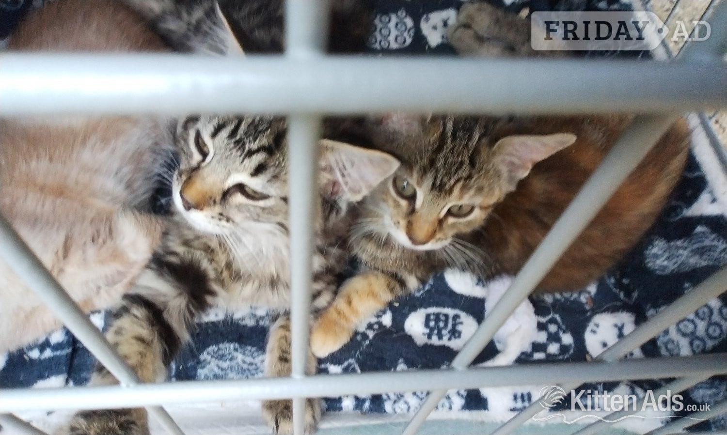 Kittens for sale  in Cranbrook
