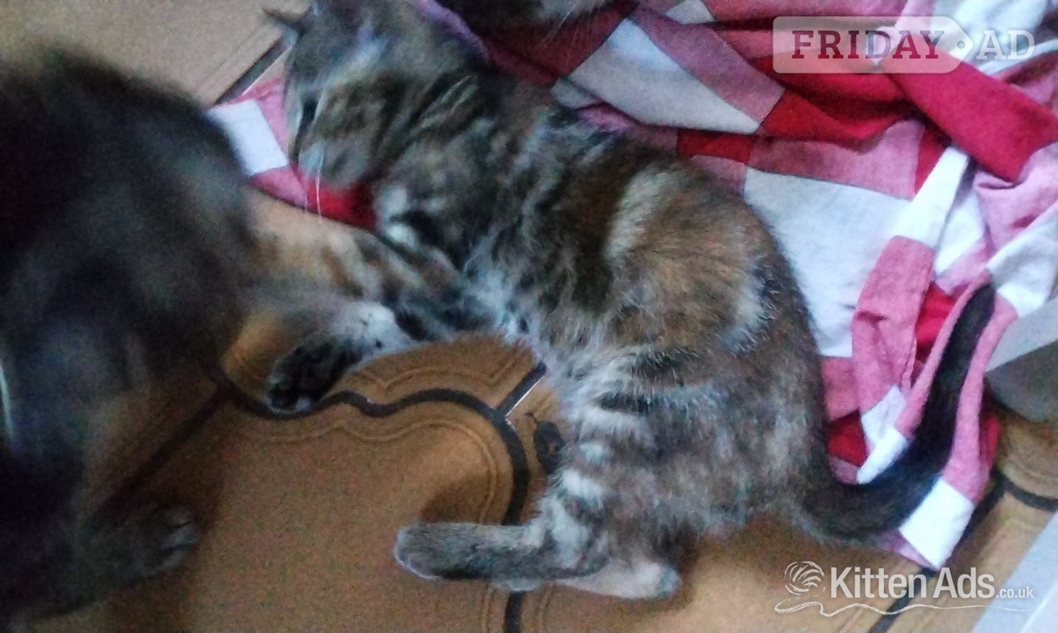 Cranbrook Kittens for sale 