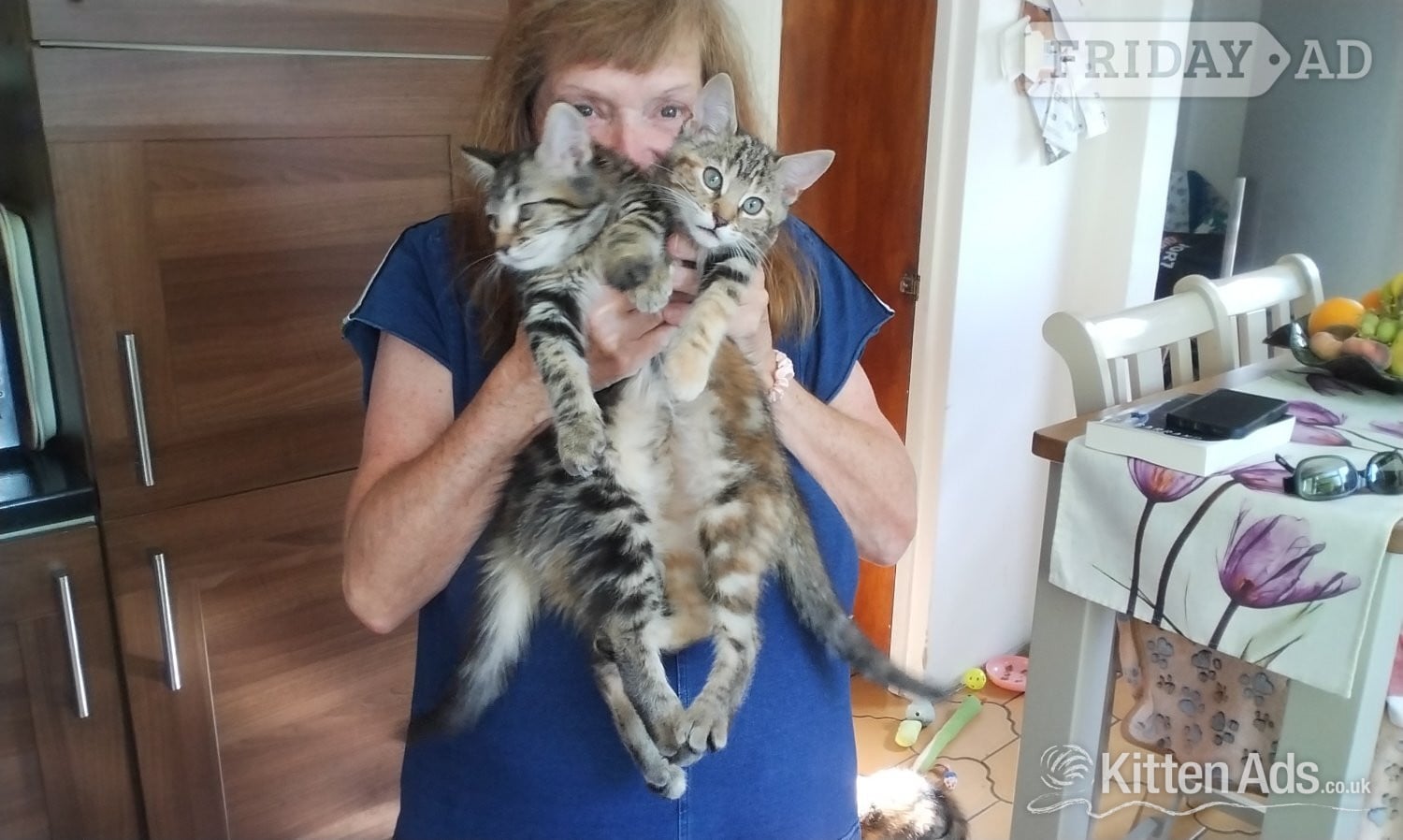 Kittens for sale  - Cats & Kittens in Cranbrook