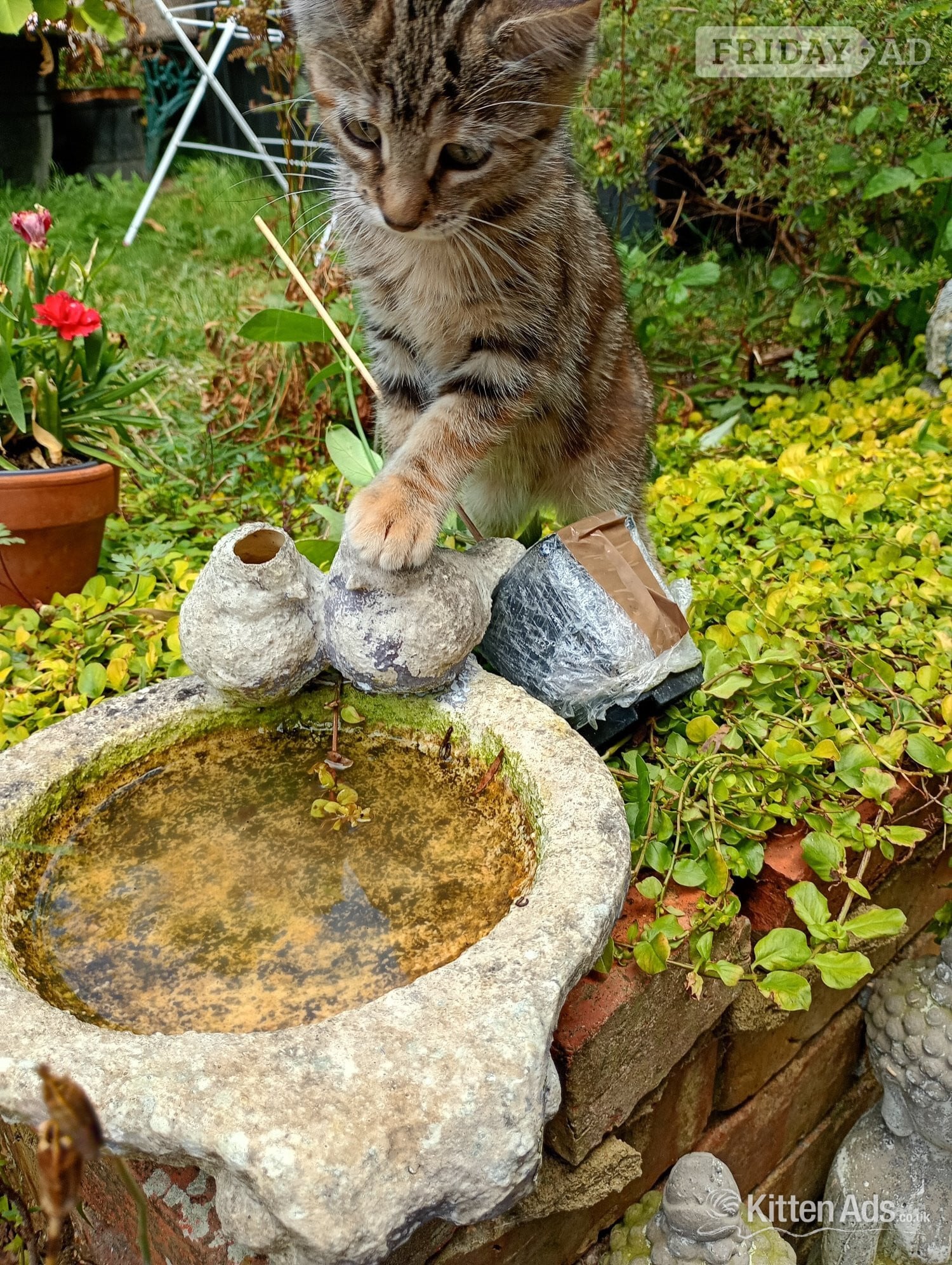Kittens for sale  - Cats & Kittens