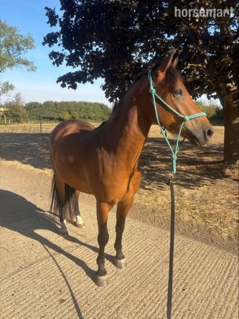 "Pabbie" Bay Gelding Mountain & Moorland Pony