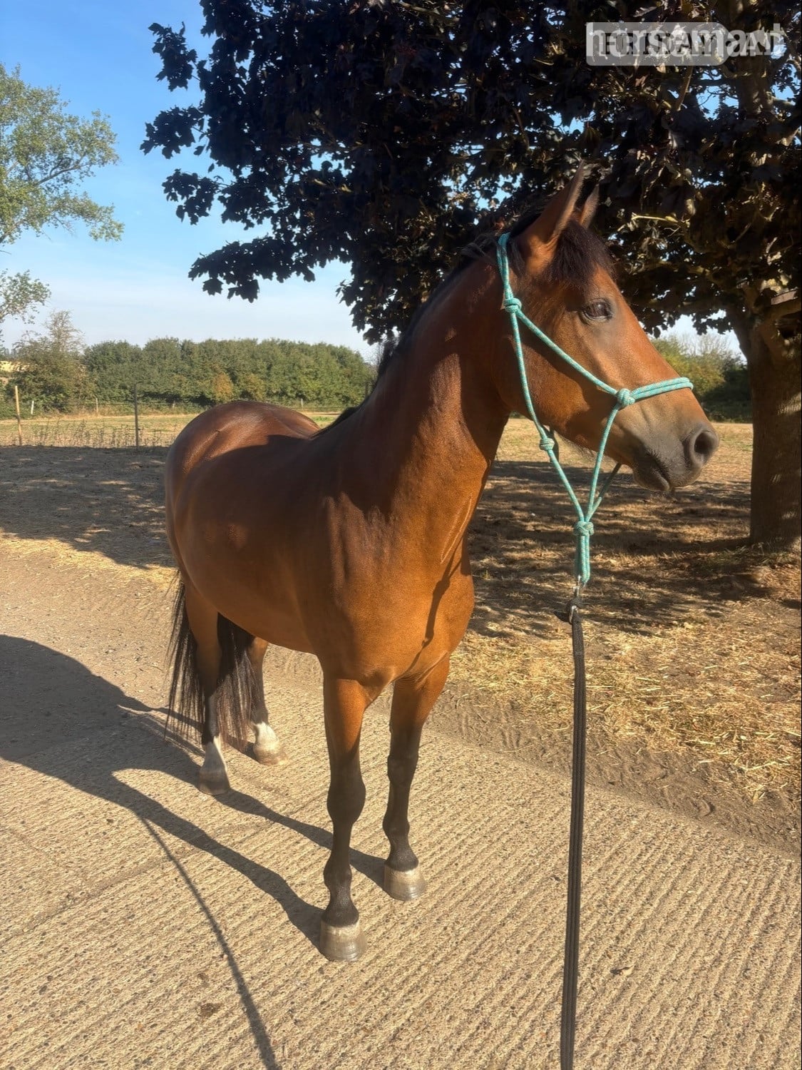 "Pabbie" Bay Gelding Mountain & Moorland Pony in Rochford