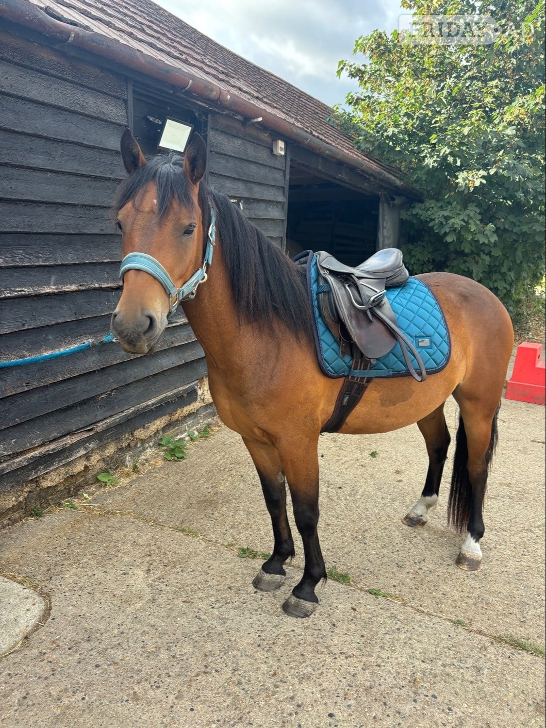 "Pabbie" Bay Gelding Mountain & Moorland Pony