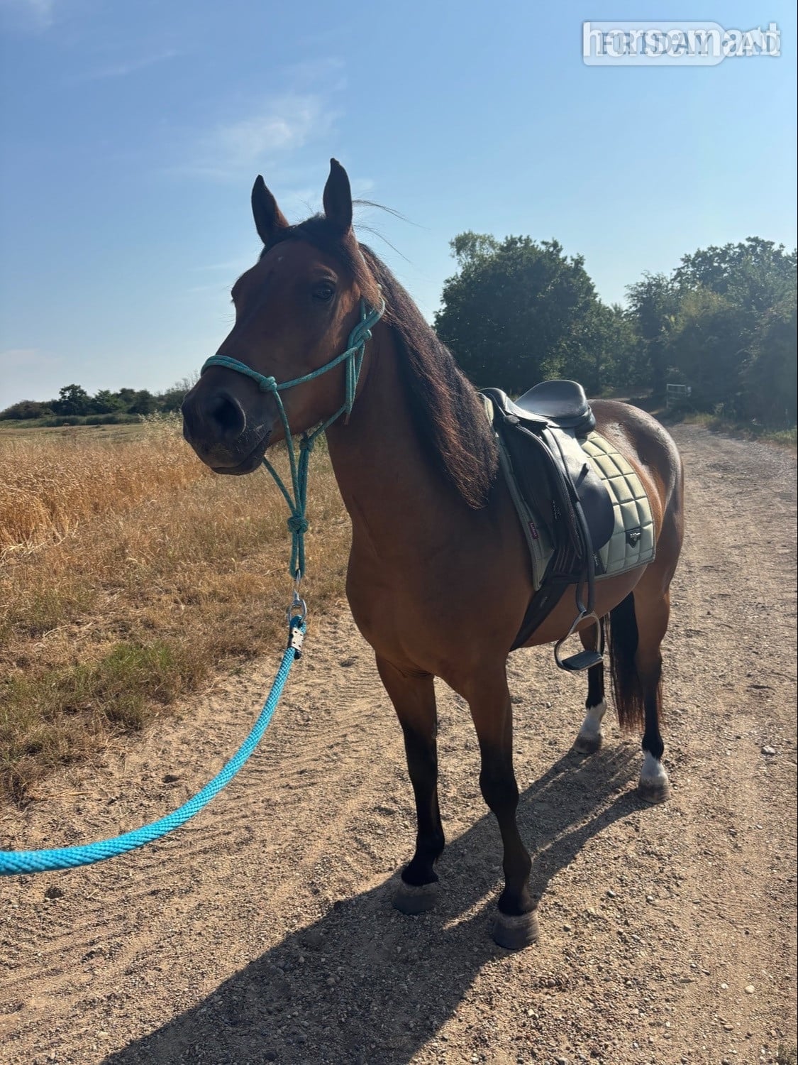 Rochford "Pabbie" Bay Gelding Mountain & Moorland Pony