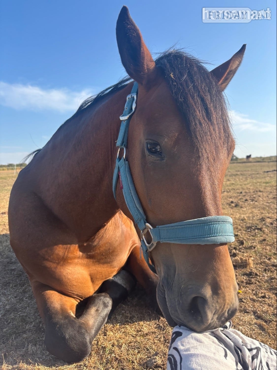 "Pabbie" Bay Gelding Mountain & Moorland Pony - Horses in Rochford