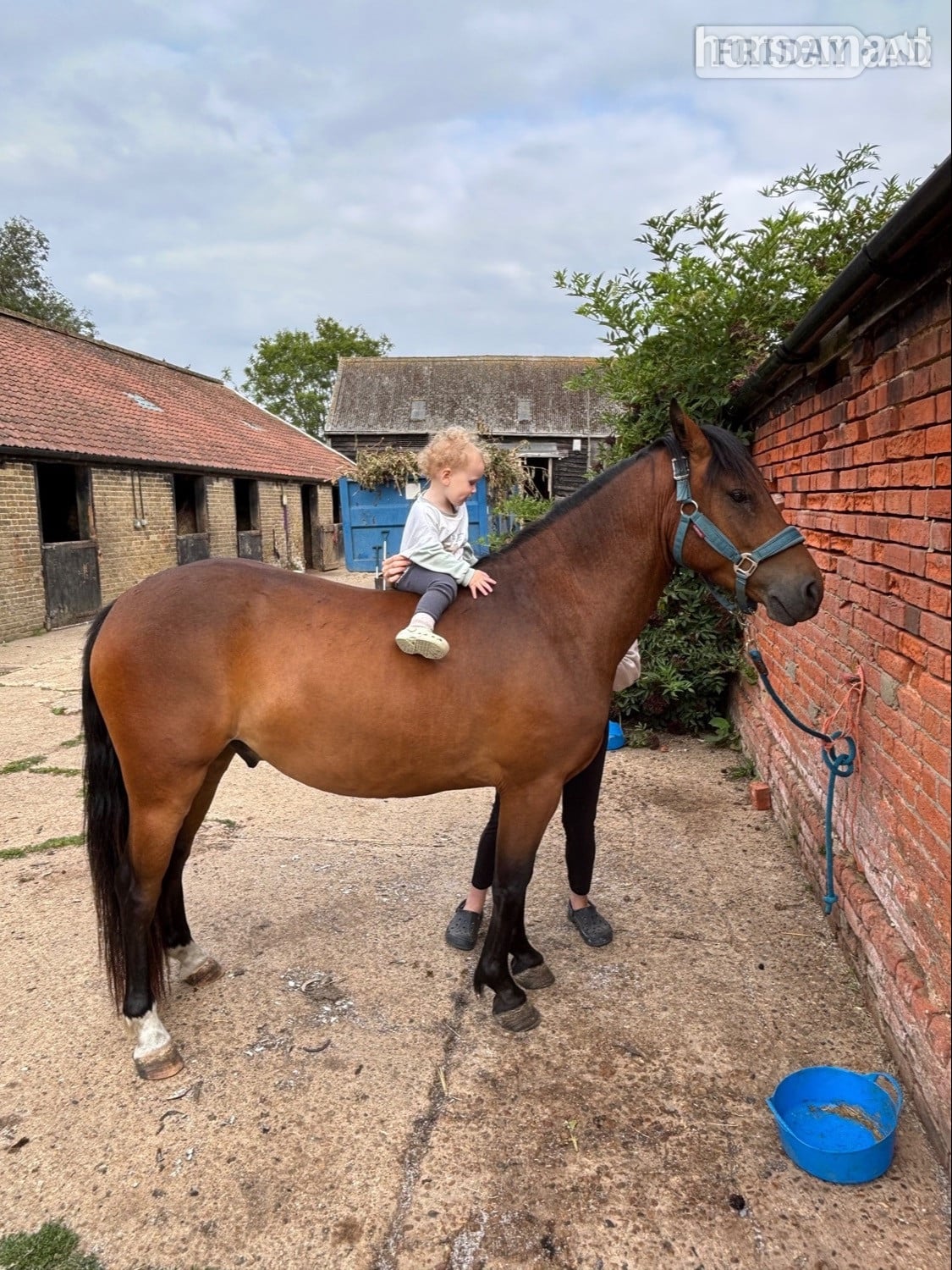"Pabbie" Bay Gelding Mountain & Moorland Pony - Horses