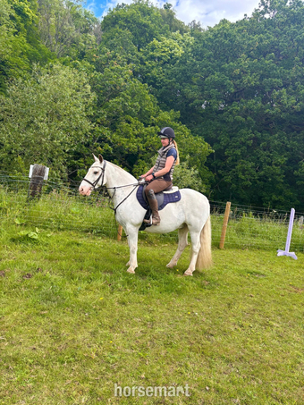 "Casper" Skewbald Gelding All Rounder