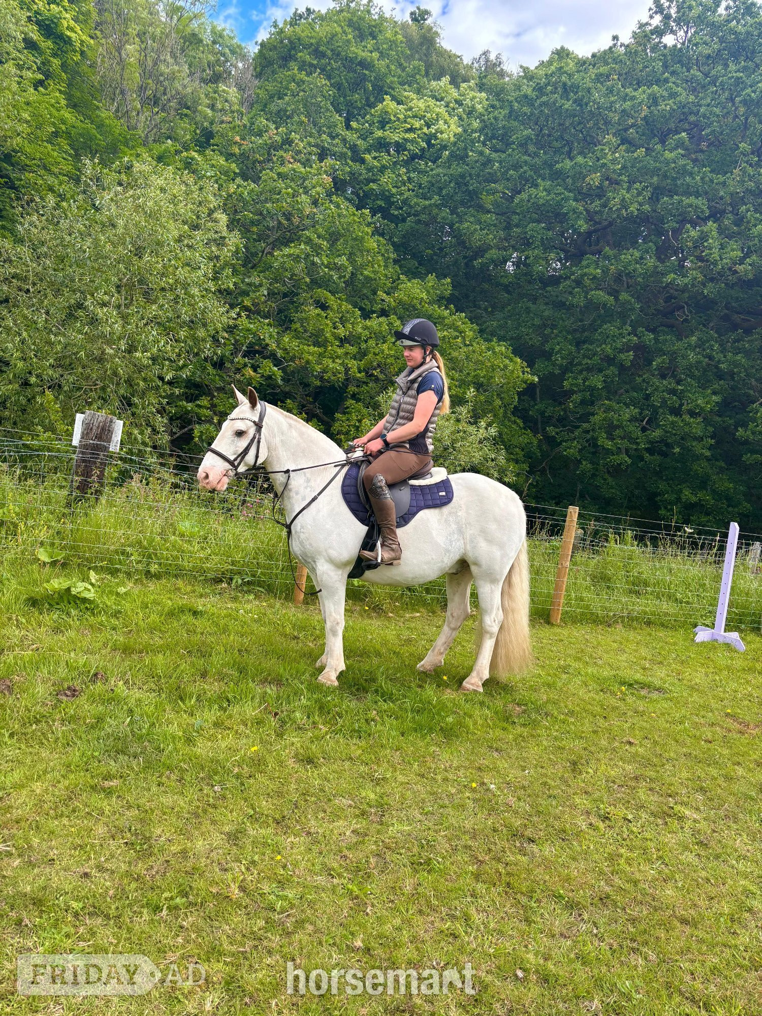 "Casper" Skewbald Gelding All Rounder in Newcastle u-Tyne