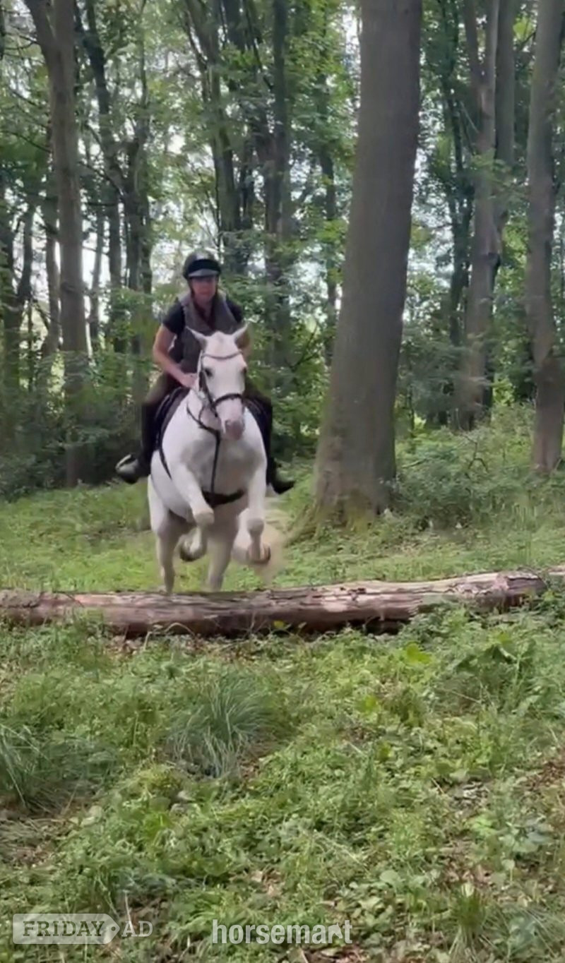 "Casper" Skewbald Gelding All Rounder