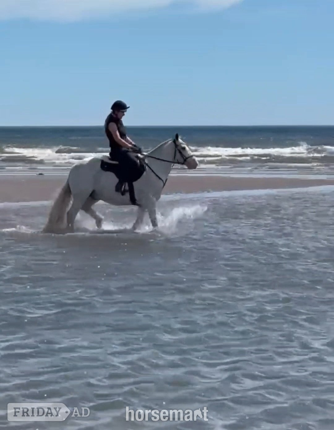 Newcastle u-Tyne "Casper" Skewbald Gelding All Rounder