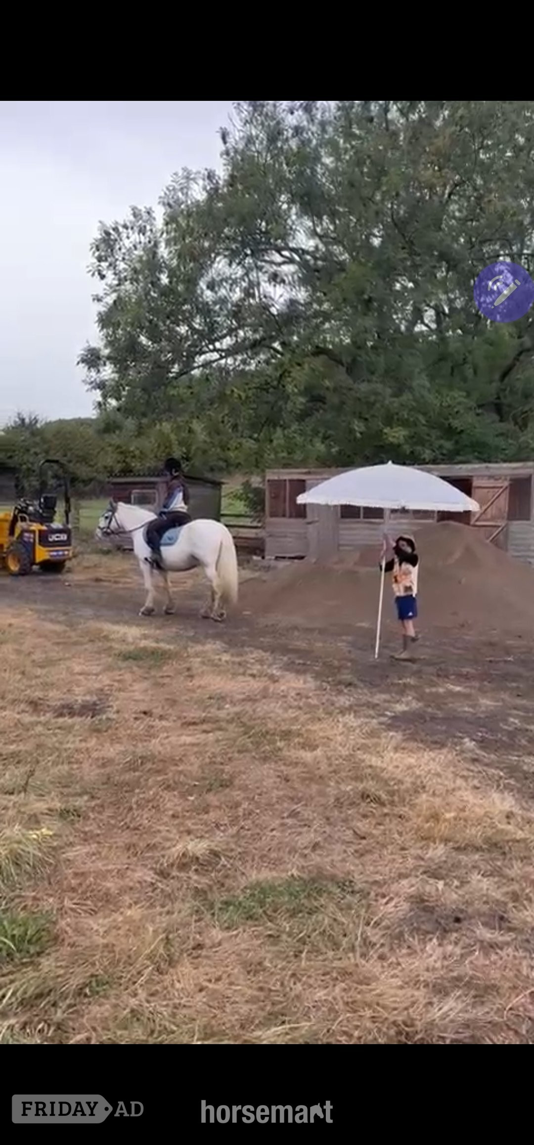 "Casper" Skewbald Gelding All Rounder - Horses in Newcastle u-Tyne