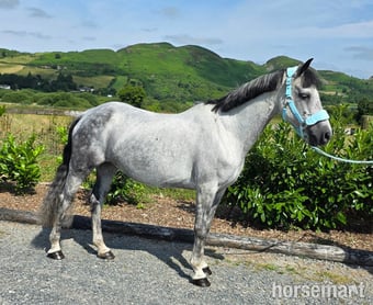 "Poll an mhinagh saoirse "  Mare All Rounder