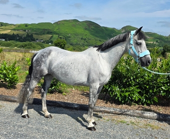 "Poll an mhinagh saoirse "  Mare All Rounder