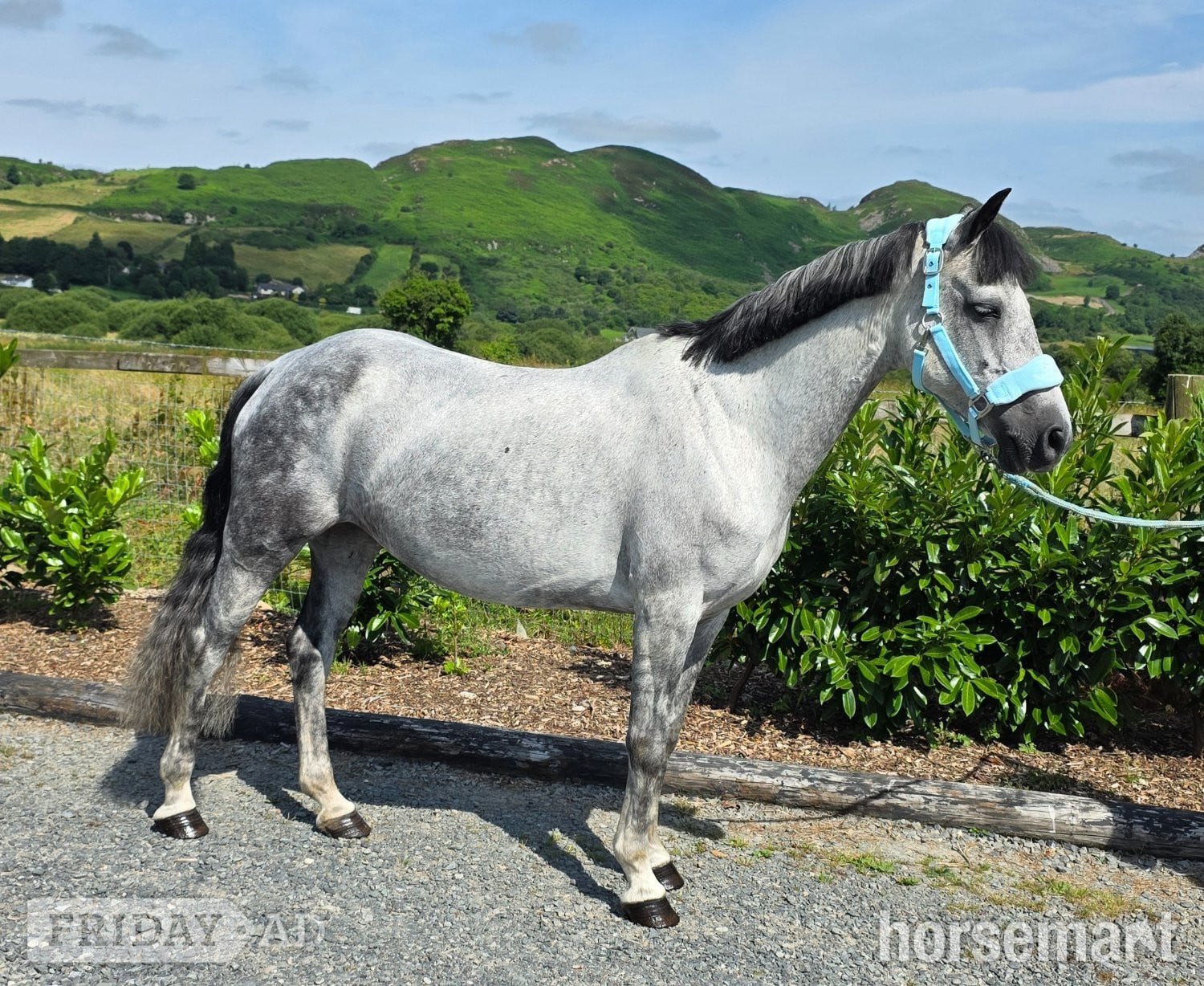 "Poll an mhinagh saoirse "  Mare All Rounder in Armagh