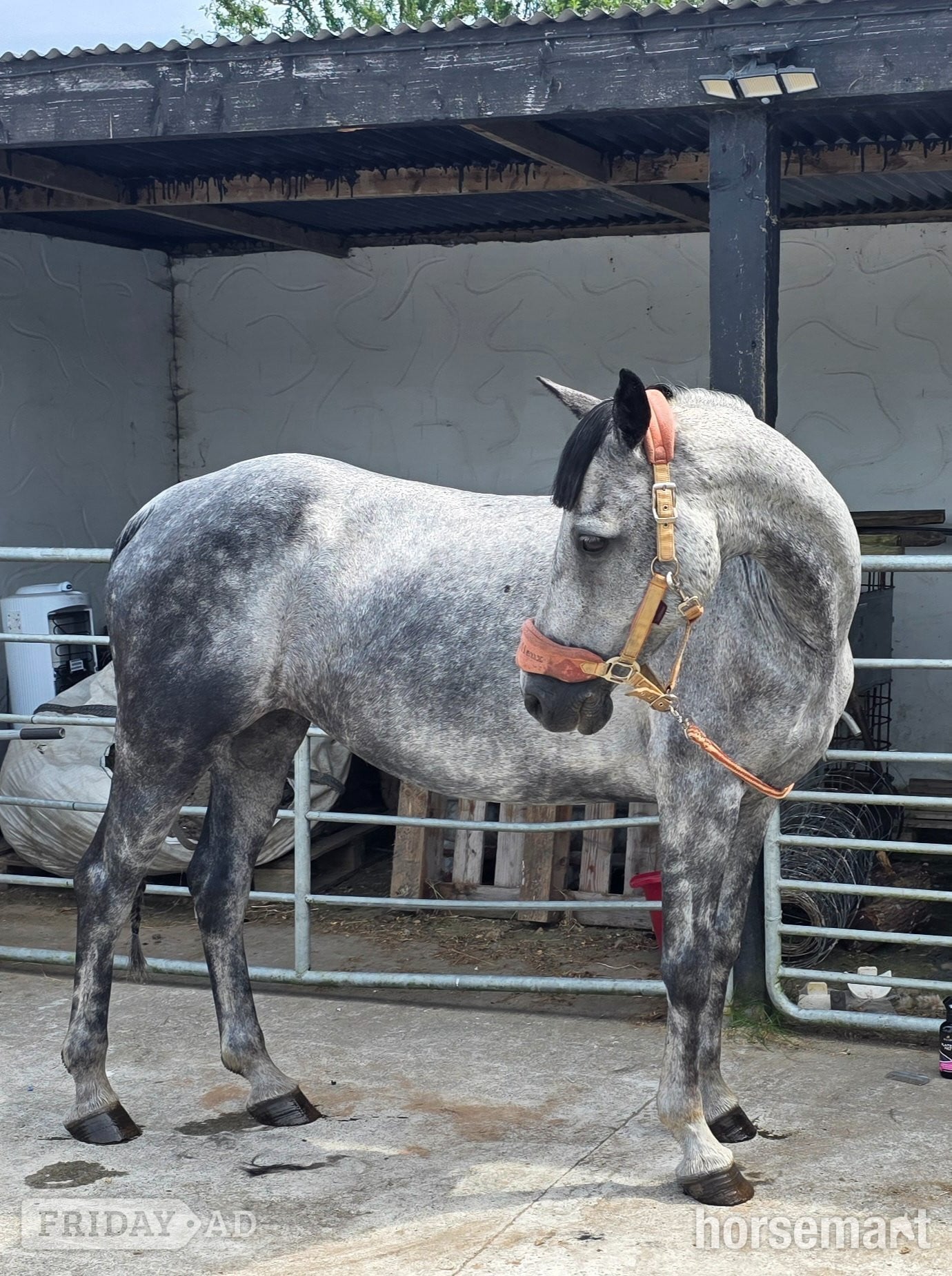 "Poll an mhinagh saoirse "  Mare All Rounder