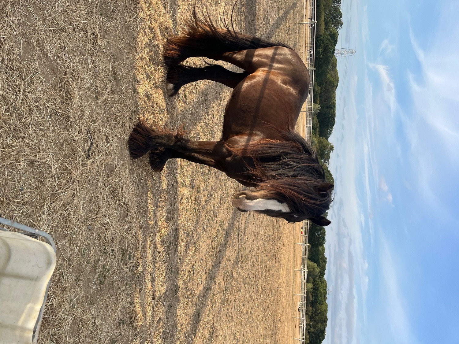 "Sass" Bay Mare Cob/Heavy Horse