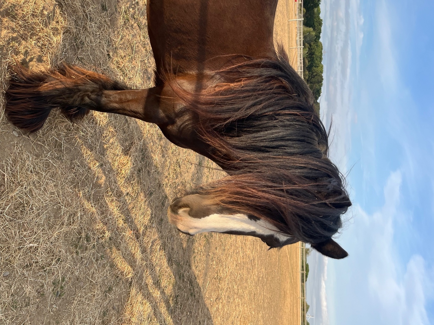 Aveley "Sass" Bay Mare Cob/Heavy Horse