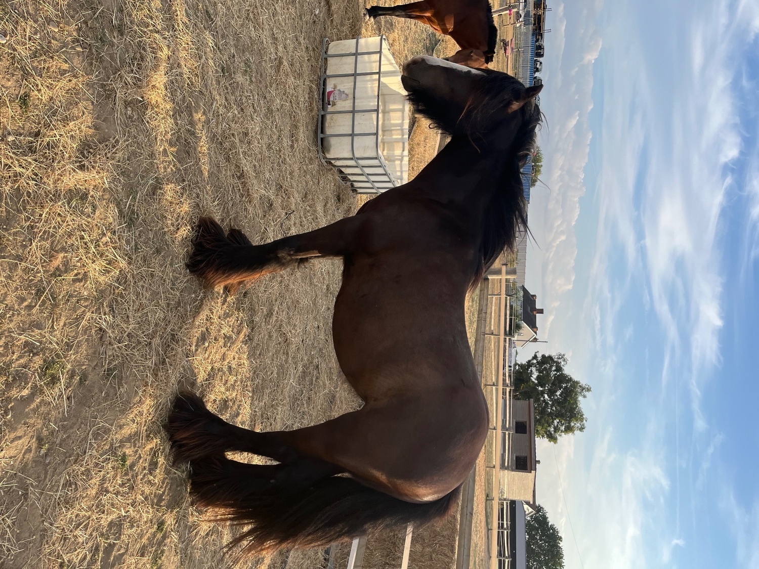 "Sass" Bay Mare Cob/Heavy Horse - Horses in Aveley