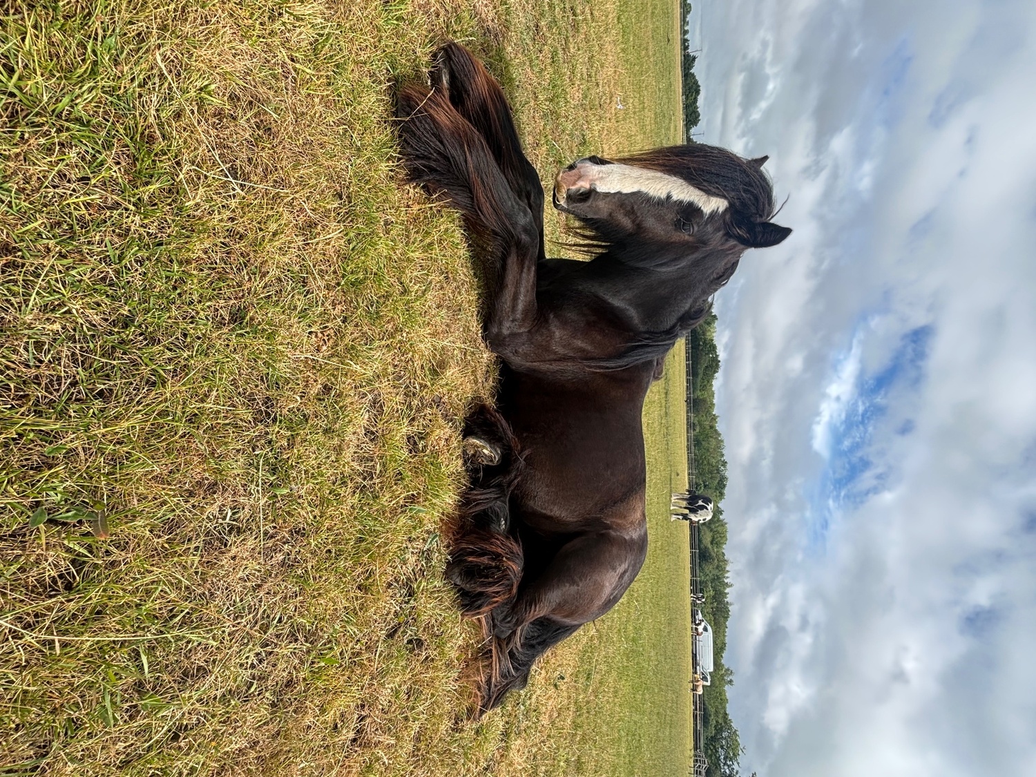 "Sass" Bay Mare Cob/Heavy Horse - Horses