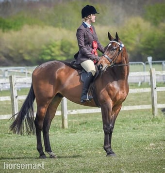 "Seren" Bay Gelding Ex Racehorse