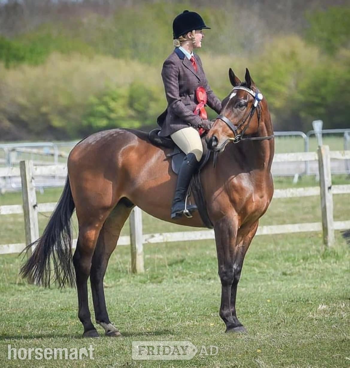 "Seren" Bay Gelding Ex Racehorse in Effingham