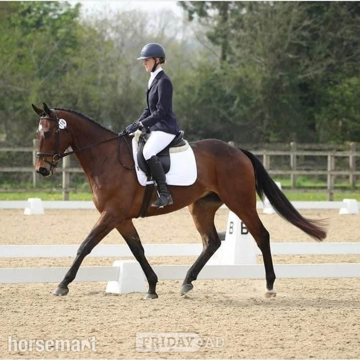 "Seren" Bay Gelding Ex Racehorse