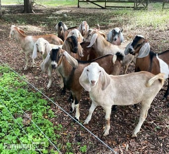 Pure Breed Boer goats and Anglo-Nubian Goats for sale